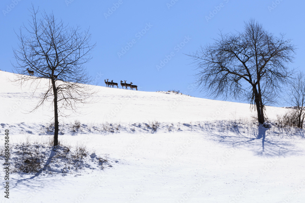 Fototapeta premium Dubne, polana w lesie góry
