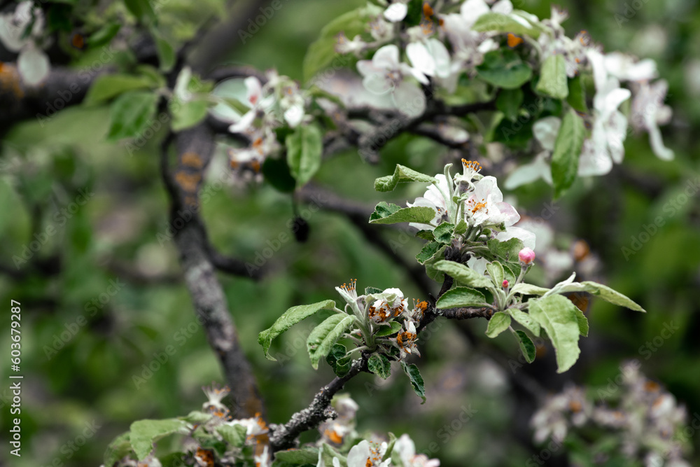 Blooming apple tree in the spring garden. Close up of white flowers on a tree Blooming apple tree in the spring garden. Close up of white flowers on a tree
