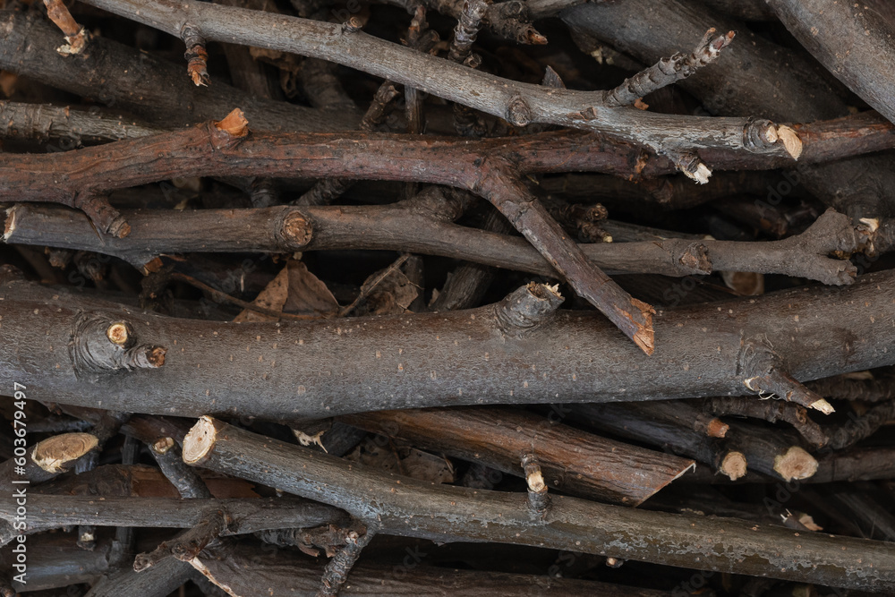 Bundle of dry sticks and branches. Dry brushwood. Firewood. Large pile of sticks twigs of a tree. Bundle of dry sticks and branches. Dry brushwood. Firewood. Large pile of sticks twigs of a tree.