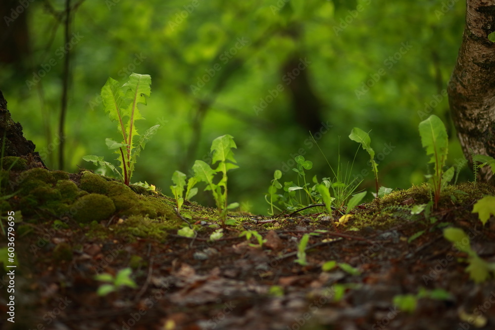 Forest landscape, meadow grass, dandelion and moss. Forest landscape, meadow grass, dandelion and moss.