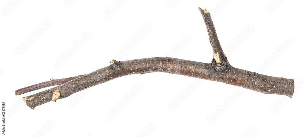 Dry tree twig and branch with knots isolated white background. Dry brushwood. stick tree. pieces of broken wood plank. Dry tree twig and branch with knots isolated white background. Dry brushwood. stick tree. pieces of broken wood plank.