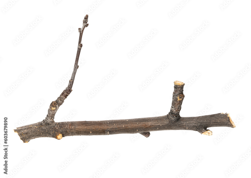 Dry tree twig and branch with knots isolated white background. Dry brushwood. stick tree. pieces of broken wood plank. Dry tree twig and branch with knots isolated white background. Dry brushwood. stick tree. pieces of broken wood plank.