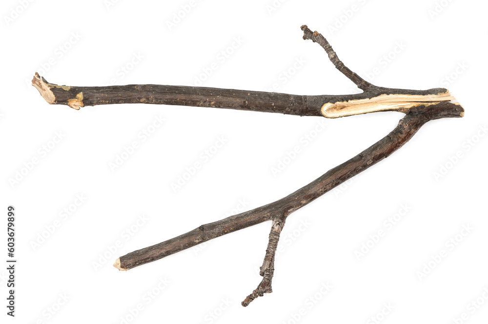 Obraz premium Dry tree twig and branch with knots isolated white background. Dry brushwood. stick tree. pieces of broken wood plank.