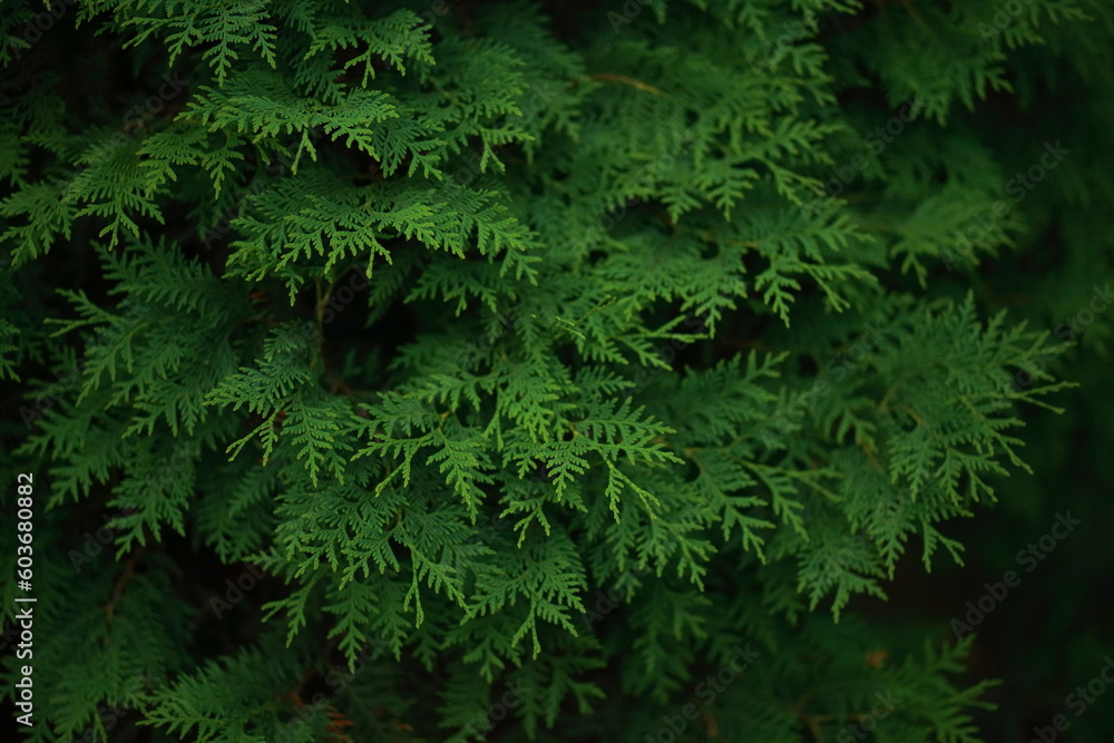 Lush green foliage of eastern white cedar, close-up. Lush green foliage of eastern white cedar, close-up.