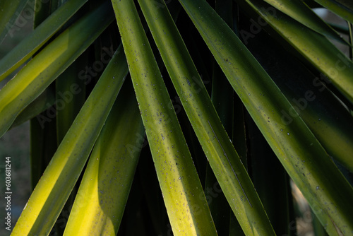 Palm tree details