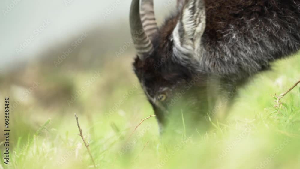 Close on goat grazing on steep hillside in spring Close on goat grazing on steep hillside in spring