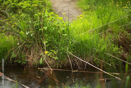 Meadow grass and weeds on a riverbank. Warm summer rain  dew and raindrops on the plants. Close-up  blurred background.