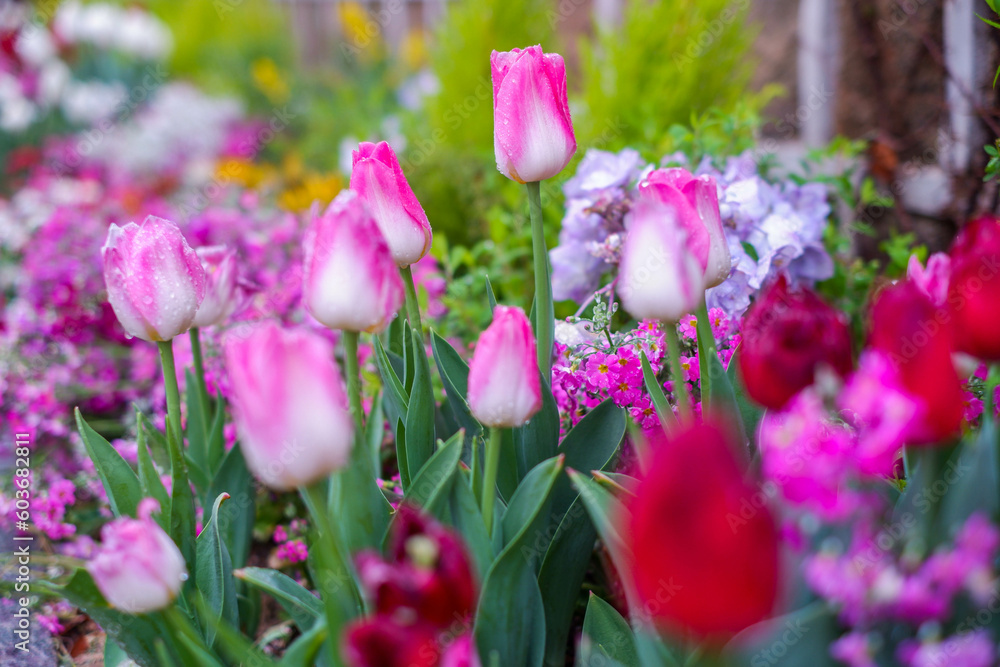 Tulips close-up. Floral background of pink tulips. Flower fields in Holland. Tulips close-up. Floral background of pink tulips. Flower fields in Holland.