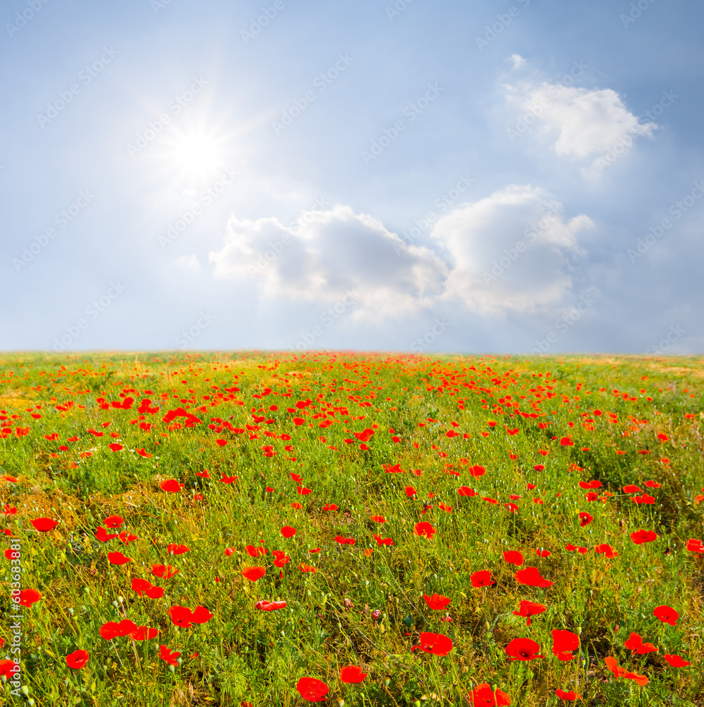 red poppy field at summer sunny day