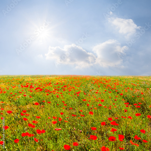 red poppy field at summer sunny day