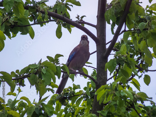 Photo of a jay on a tree branch