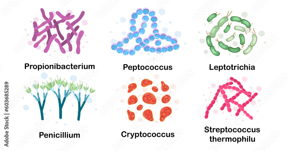 Bacteria in the body. Propionibacterium, leptotrichia, streptococcus thermophilus, peptococcus, penicillium, cryptococcus. Microorganisms. Microbiota. Microbiome