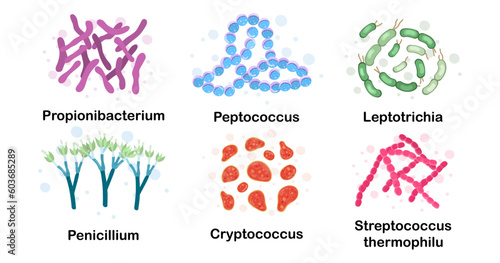 Bacteria in the body. Propionibacterium, leptotrichia, streptococcus thermophilus, peptococcus, penicillium, cryptococcus. Microorganisms. Microbiota. Microbiome