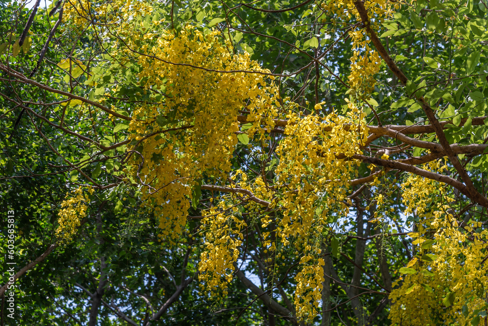 Cassia fistula, yellow flower, from which the water is used to make a folk medicine.