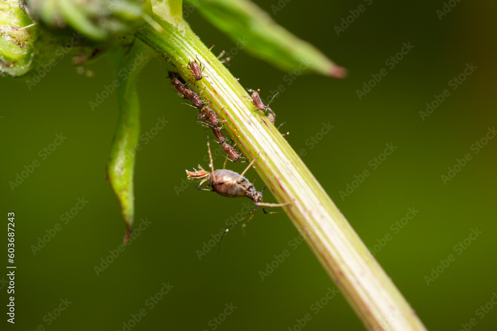 sap sucking aphid bug giving birth