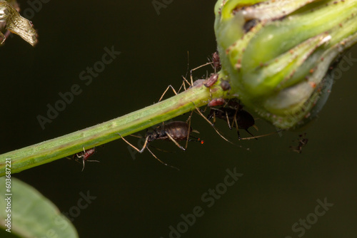 close-up of sap sucking bugs called aphids on a plant