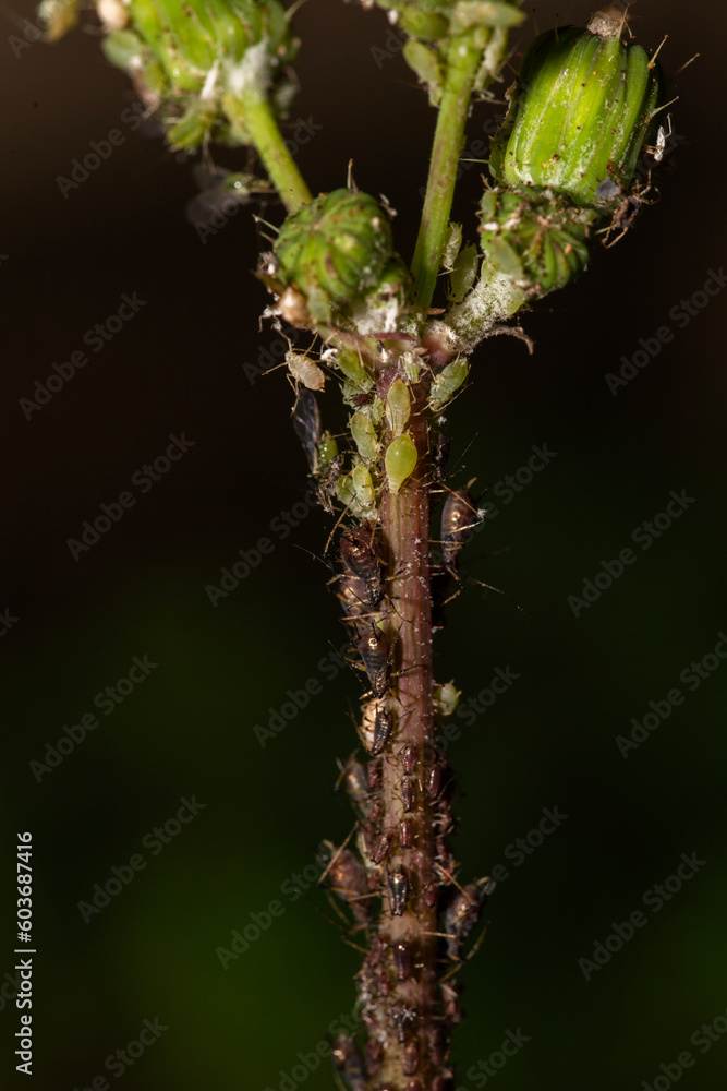 close-up of sap sucking bugs called aphids on a plant close-up of sap sucking bugs called aphids on a plant