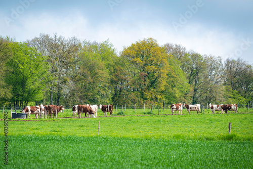 Troupeau de vaches dans une p  ture au printemps