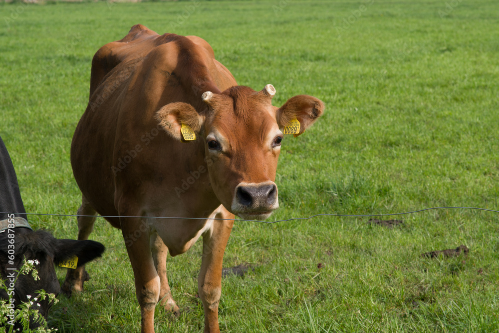 Closeup of a brown cow in a green meadow
