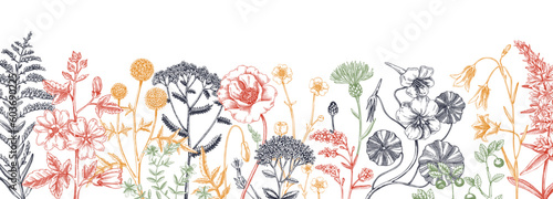 Summer background with field flowers in sketch style. Hand drawn wildflowers border in color. Herbs, meadows, flowering plants vector illustrations. Floral design for banner, web, packaging, print