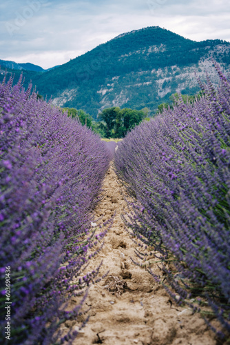 Rows of a lavender field with mountains in the background in the south of France (Drome)