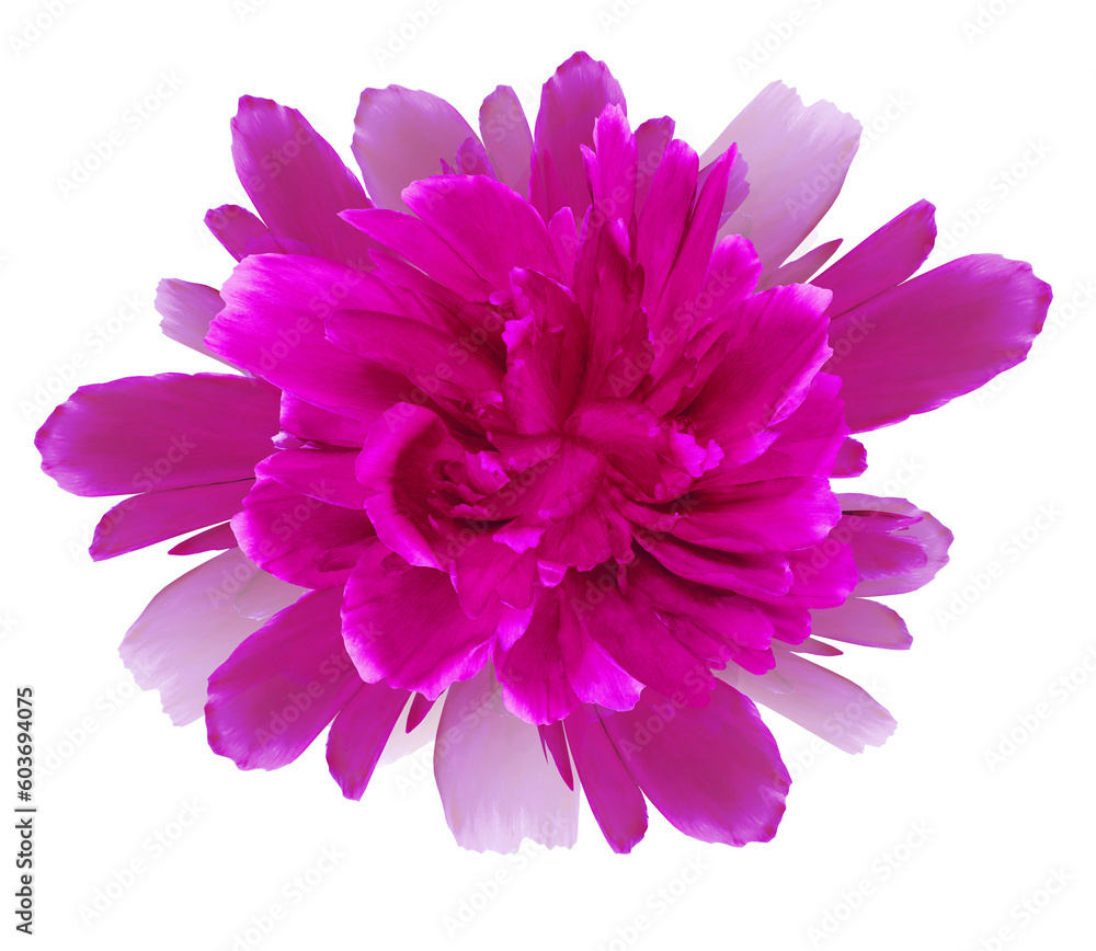 Pink    flower  on   isolated background with clipping path. Closeup. For design.  Transparent background.  Nature.