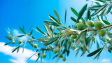 Green olive on branches in orchard. Summer blue sky olive tree unripe fruit Mediterranean culture healthy nutrition poster photo