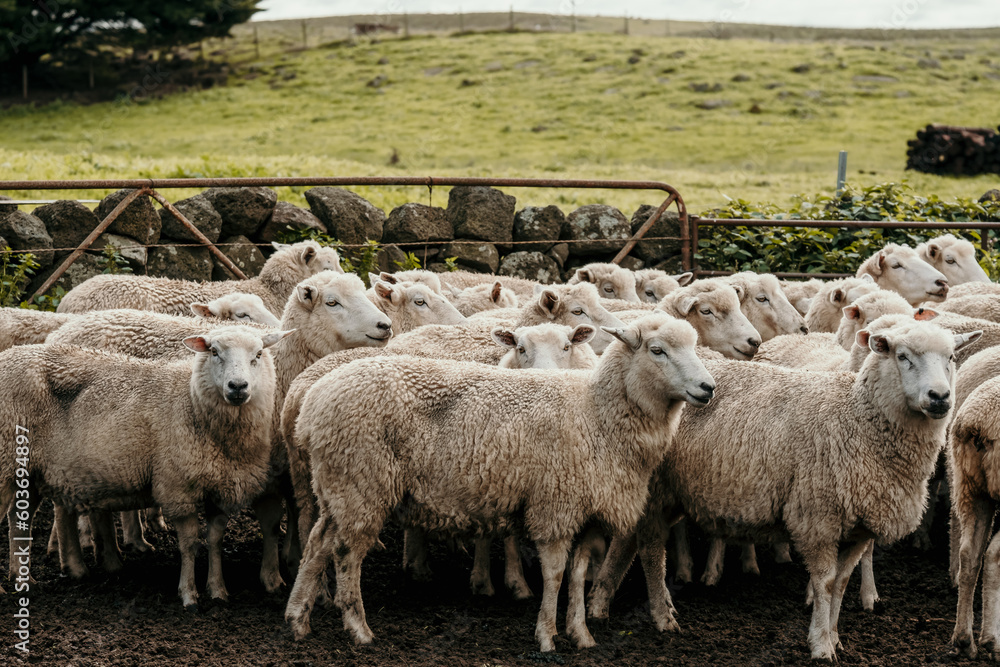Flock of sheep penned up in stock yards. Flock of sheep penned up in stock yards.