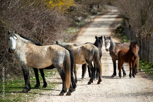 Groupe de chevaux sur une route de campagne