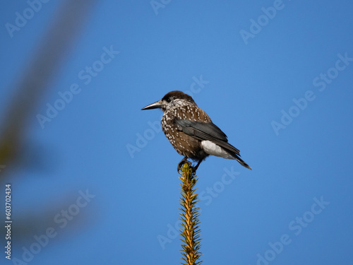 Spotted nutcracker