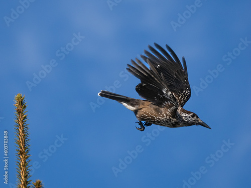 Spotted nutcracker
