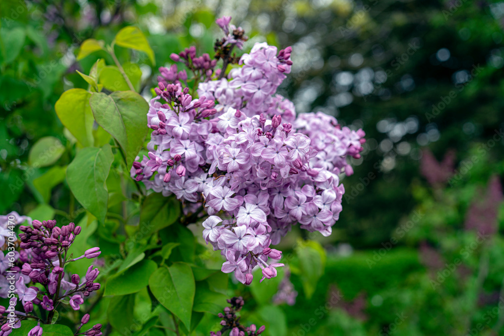 Beautiful branch of lilac flowers on a green background, natural spring background, soft selective focus. High quality photo. Beautiful branch of lilac flowers on a green background, natural spring background, soft selective focus. High quality photo.
