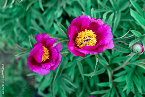 Lovely flowers on a green background. Natural background. Soft focus. Top view.