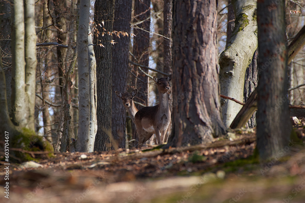 Fallow deer,, dama dama,, in amazing Carpathian forest, Slovakia