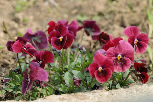 Canvas Print Red pansy flower cultivated in garden soil.