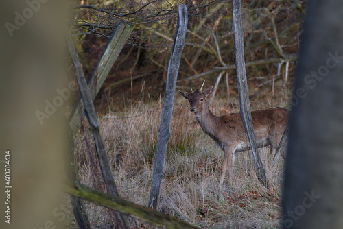 Fallow deer   dama dama   in amazing Carpathian forest  Slovakia