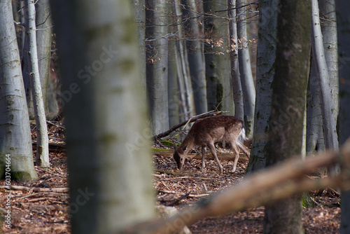 Fallow deer,, dama dama,, in amazing Carpathian forest, Slovakia © Tom