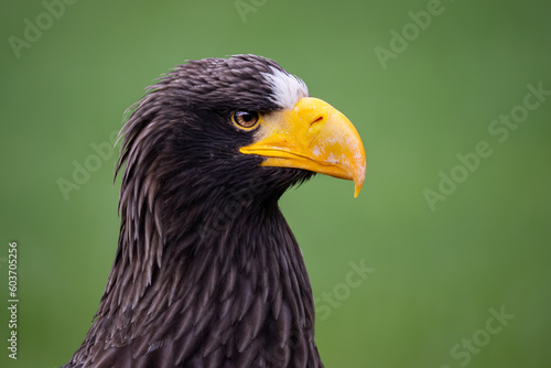 Steller s Sea Eagle - Haliaeetus pelagicus  beautiful iconic large eagle from Eastern Asia sea coasts  Pacific ocean  Japan.