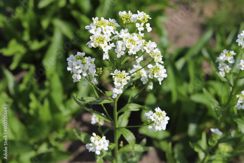 Armoracia rusticana. White horseradish fowers in organic garden.