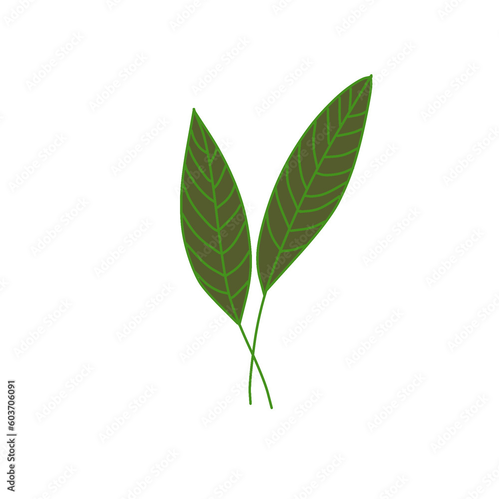 green leaf isolated on white background green leaf isolated on white background