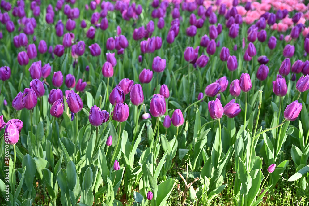 close up beautiful sweet purple pastel color tulips blooming in outdoor garden background close up beautiful sweet purple pastel color tulips blooming in outdoor garden background