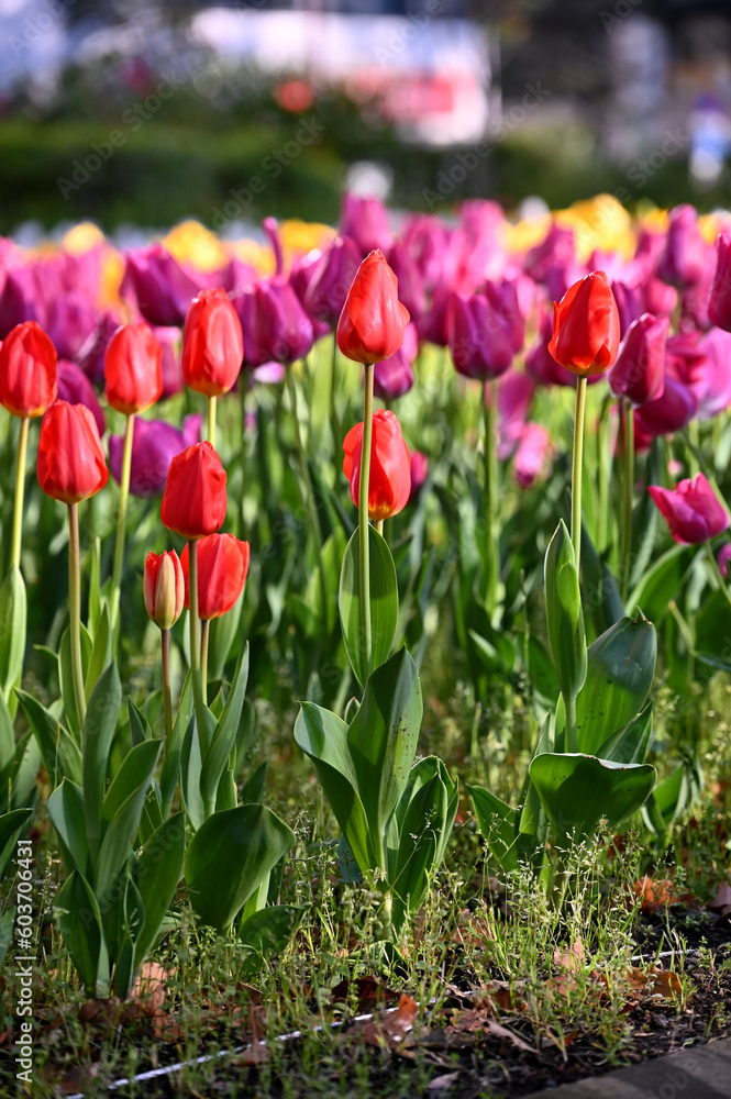 close up beautiful sweet red and purple pastel color tulips blooming in outdoor garden background close up beautiful sweet red and purple pastel color tulips blooming in outdoor garden background