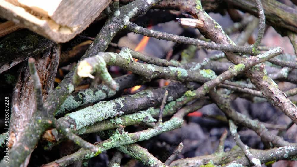 Close up of small tree branches burning in fire pit. Close up of small tree branches burning in fire pit.