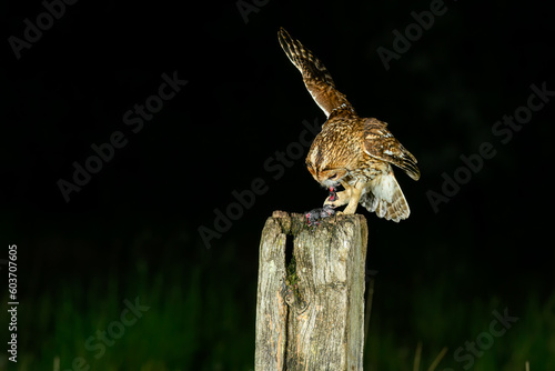 Tawny Owl, Strix aluco, perched on a post on famland