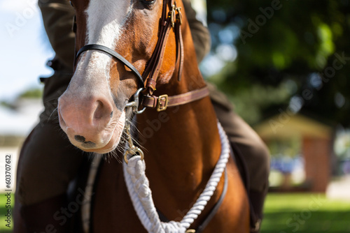 Horse of mounted trooper in park after ANZAC Day parade photo