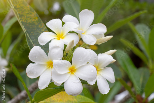 White Plumeria, Frangipani or Temple Tree bloom with drops after rain in the garden.