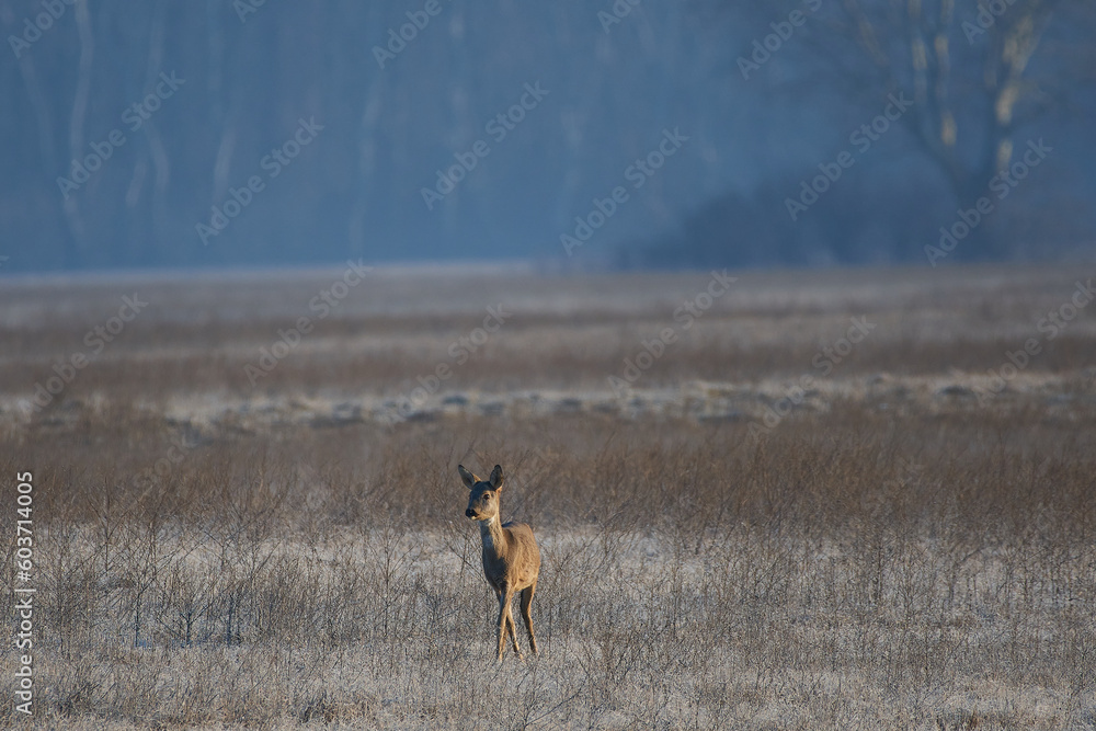 Roe deer ,,Capreolus capreolus,, in its natural environment, Slovakia Roe deer ,,Capreolus capreolus,, in its natural environment, Slovakia