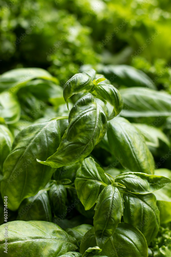 Obraz premium Fresh green basil. Close up.