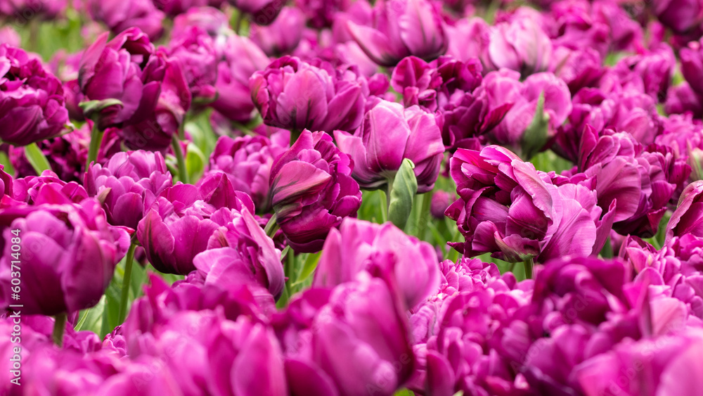 Purple Dutch tulips bloomed in the flowerbed. Close-up. Purple Dutch tulips bloomed in the flowerbed. Close-up.