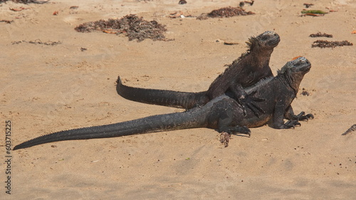 Marine Iguanas on the beach at Puerto Villamil on Isabela island of Galapagos islands  Ecuador  South America 